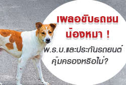 เผลอขับรถชนหมา ! พ.ร.บ.และประกันรถยนต์คุ้มครองหรือไม่?