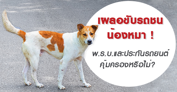 เผลอขับรถชนหมา.jpg